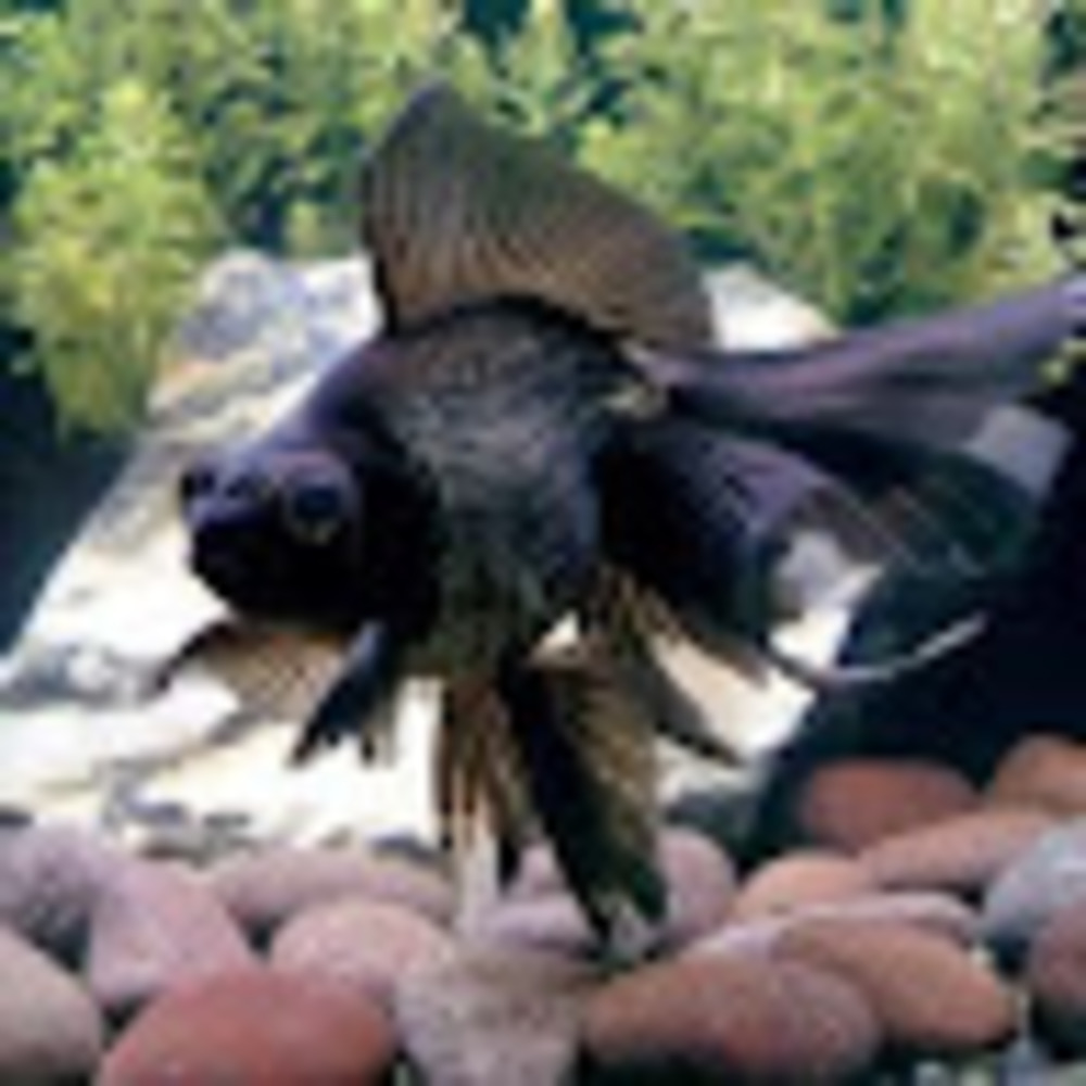 Meet your Posher, Laurel